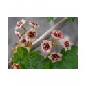 Ribes laxiflorum - groseiller à fleurs lâches