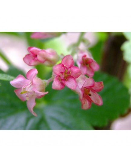 Ribes malvaceum - groseiller à fleurs