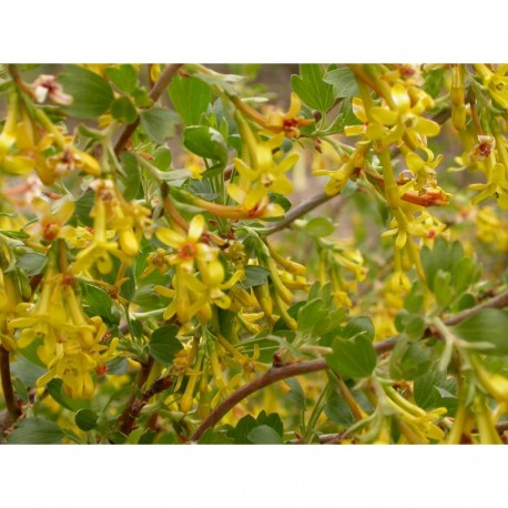 Ribes odoratum 'Fuma' - groseiller doré