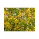 Ribes odoratum 'Fuma' - groseiller doré