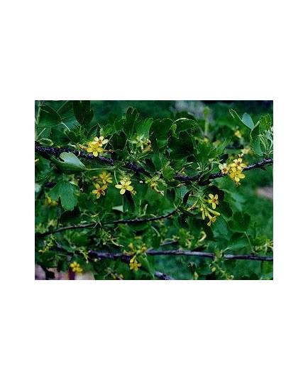 Ribes odoratum - Groseiller odorant