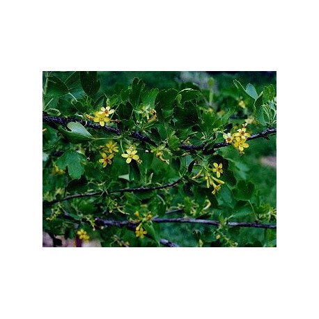 Ribes odoratum - Groseiller odorant