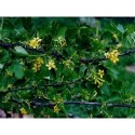 Ribes odoratum - Groseiller odorant