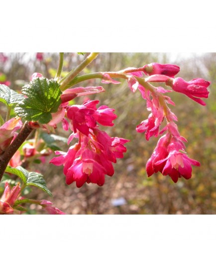 Ribes sanguineum 'Elk River Red' - groseiller fleur