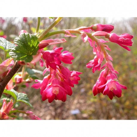 Ribes sanguineum 'Elk River Red' - groseiller fleur