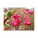 Ribes sanguineum 'Elk River Red' - groseiller fleur