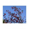 Ribes sanguineum 'Elk River Red' - groseiller fleur
