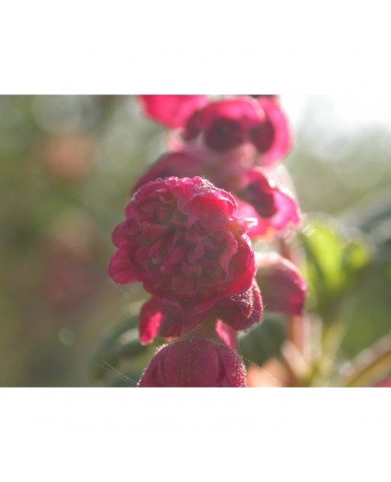 Ribes sanguineum 'Flore Pleno'