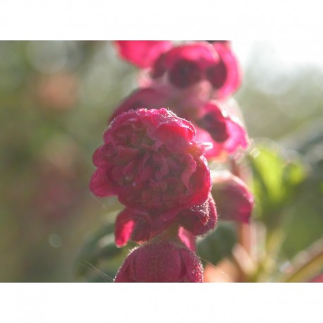 Ribes sanguineum 'Flore Pleno'