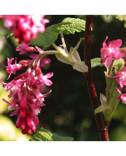 Ribes sanguineum 'King Edward VII' - faux cassis, groseilliers sanguins, groseillers à fleurs,