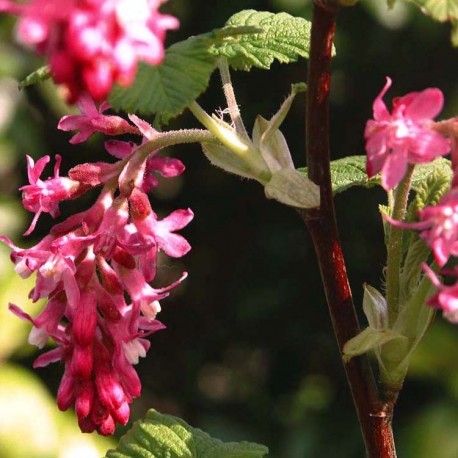 Ribes sanguineum 'King Edward VII' - faux cassis, groseilliers sanguins, groseillers à fleurs,