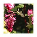 Ribes sanguineum 'King Edward VII' - faux cassis, groseilliers sanguins, groseillers à fleurs,