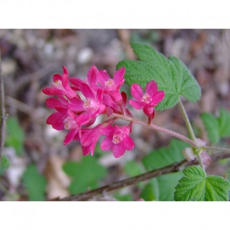 Ribes sanguineum 'Koja' -Groseiller fleur