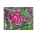 Ribes sanguineum 'Koja' -Groseiller fleur