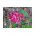 Ribes sanguineum 'Koja' -Groseiller fleur