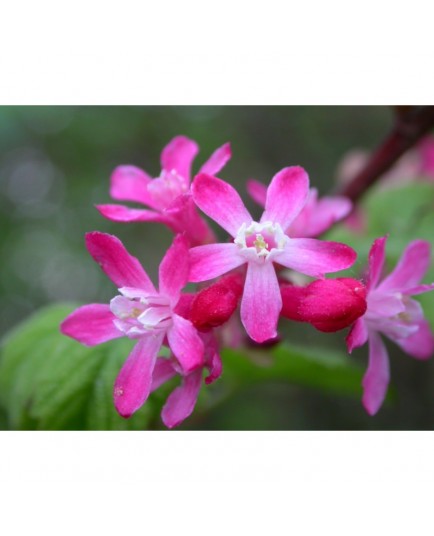 Ribes sanguineum 'Pulborough Scarlet' - groseiller fleur