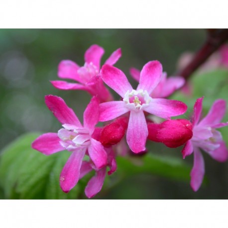 Ribes sanguineum 'Pulborough Scarlet' - groseiller fleur