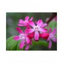 Ribes sanguineum 'Pulborough Scarlet' - groseiller fleur