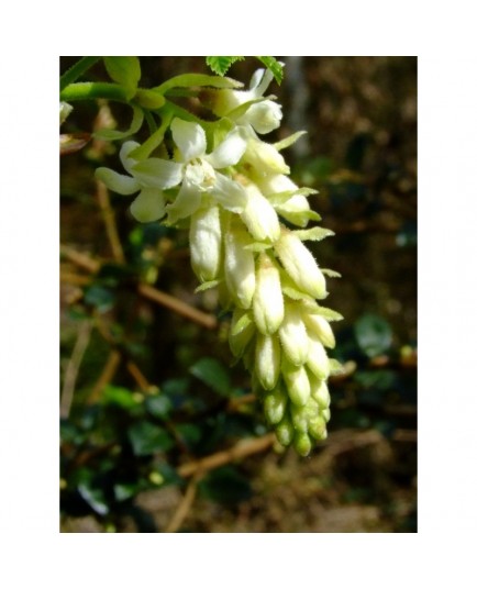 Ribes sanguineum 'White Icicle' - groseiller à fleurs blanches