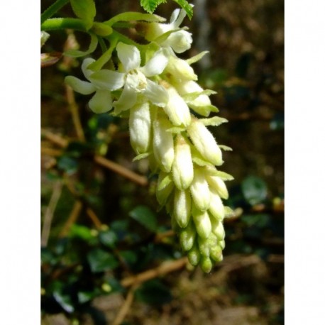 Ribes sanguineum 'White Icicle' - groseiller à fleurs blanches