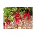 Ribes speciosum - Groseillier fuchsia