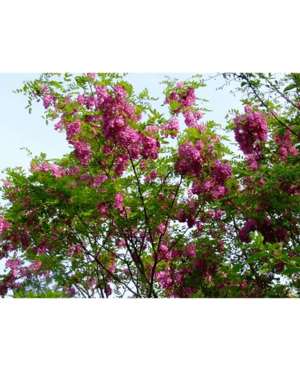 Robinia margaretta x 'Pink Cascade' - acacia rouge