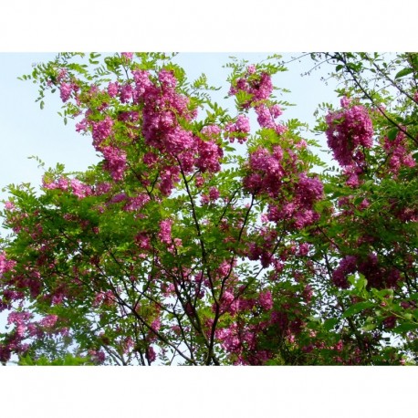Robinia margaretta x 'Pink Cascade' - acacia rouge