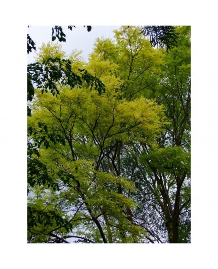 Robinia pseudoacacia 'Frisia' - acacia doré, robiniers faux acacia,