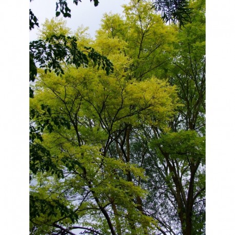 Robinia pseudoacacia 'Frisia' - acacia doré, robiniers faux acacia,