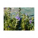 Rosmarinus officinalis 'Sissinghurst Blue' - Romarin