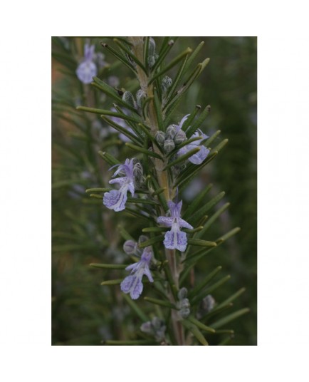 Rosmarinus officinalis 'Sudbury Blue' - Romarin