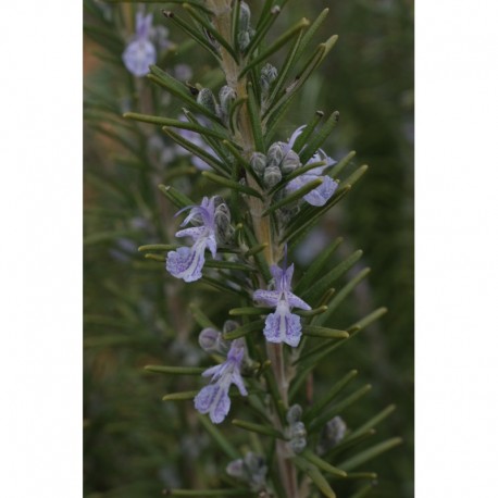Rosmarinus officinalis 'Sudbury Blue' - Romarin