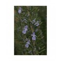 Rosmarinus officinalis 'Sudbury Blue' - Romarin