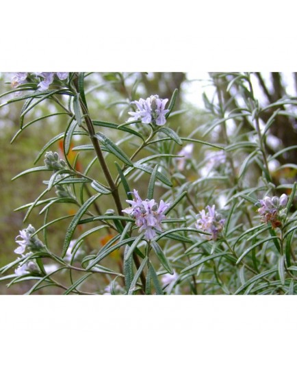 Rosmarinus officinalis -Romarin