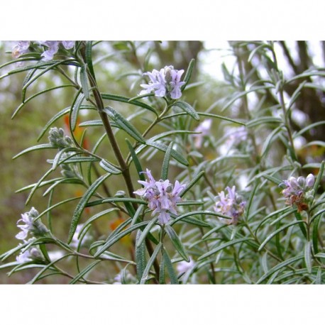 Rosmarinus officinalis -Romarin