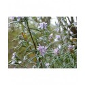 Rosmarinus officinalis -Romarin