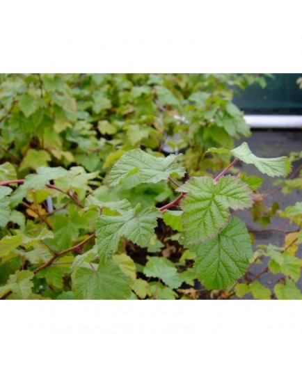 Rubus 'Benenden' - Ronce couvre-sol