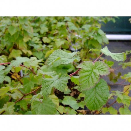 Rubus 'Benenden' - Ronce couvre-sol