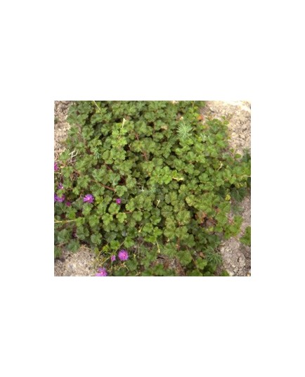 Rubus 'Betty Ashburner' - Ronce décorative