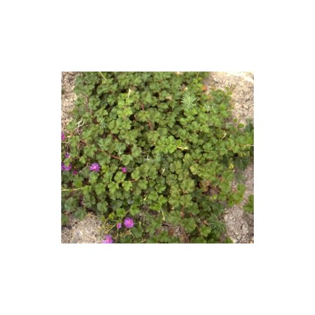 Rubus 'Betty Ashburner' - Ronce décorative