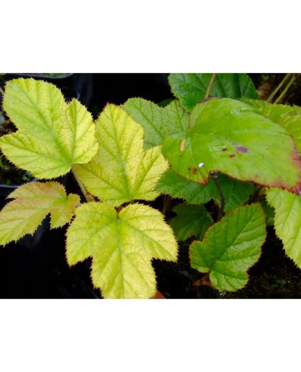 Rubus 'Kenneth Ashburner'