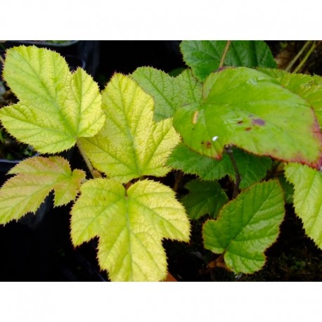 Rubus 'Kenneth Ashburner'