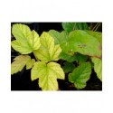 Rubus 'Kenneth Ashburner'