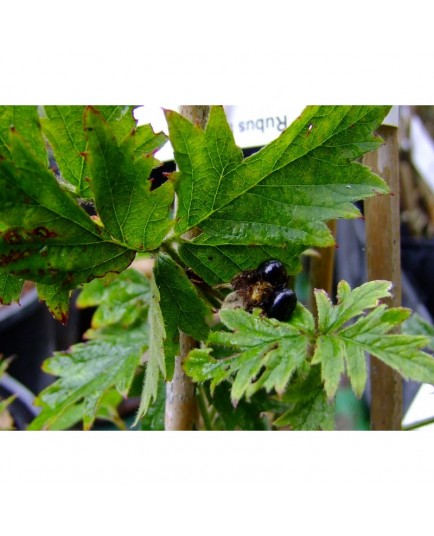 Rubus 'Thornless Evergreen' - Mure sauvage, mûre géante