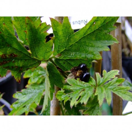 Rubus 'Thornless Evergreen' - Mure sauvage, mûre géante