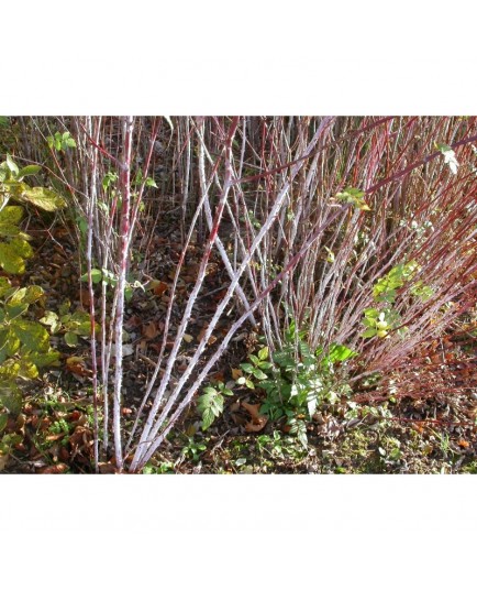 Rubus cockburnianus - ronce à bois blanc