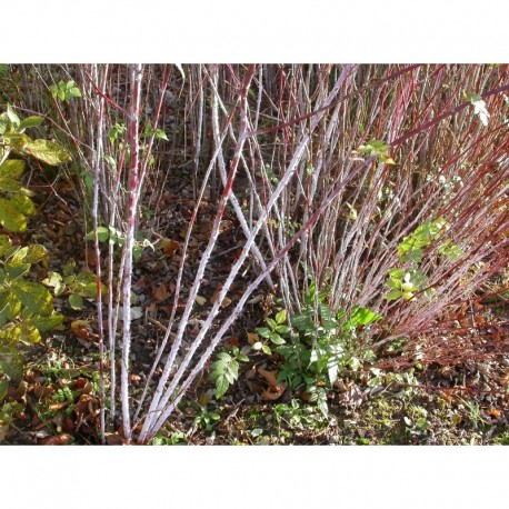 Rubus cockburnianus - ronce à bois blanc