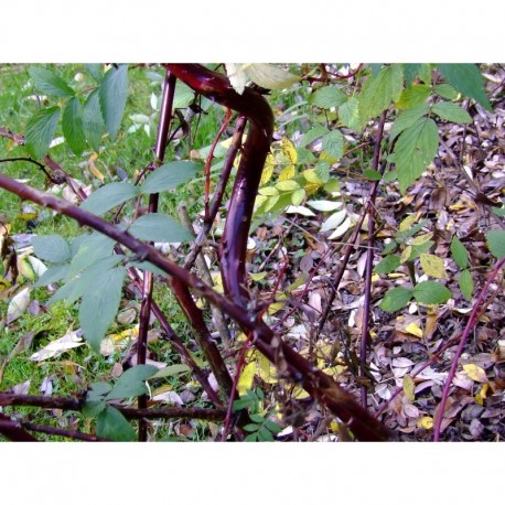 Rubus coreanus 'Dart's Mahogany' -ronce décorative