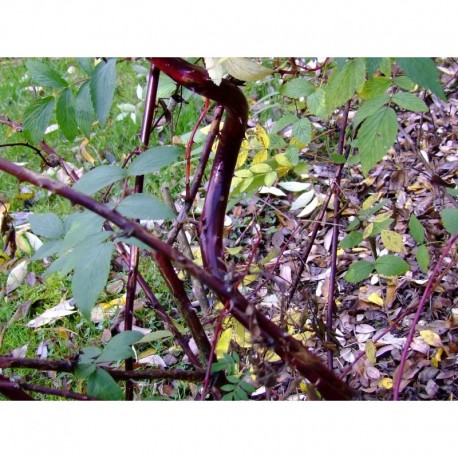 Rubus coreanus 'Dart's Mahogany' -ronce décorative