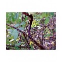 Rubus coreanus 'Dart's Mahogany' -ronce décorative
